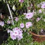 Pandorea jasminoides Floare