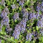 Ajuga reptansBlüte