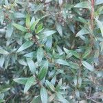 Myrtus communis Leaf