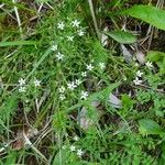 Thesium rostratum Habit