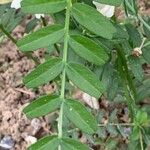 Vicia grandiflora Hoja