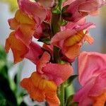 Antirrhinum majus Floare