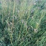 Themeda triandra Rusca