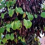 Cercis griffithii Blad