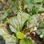 Plantago majorBlodyn