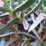 Dianthus subacaulis Blatt