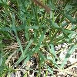 Aegilops geniculata Hoja