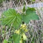 Ribes americanum List