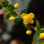 Berberis aetnensis Квітка