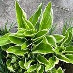 Hosta plantagineaFeuille