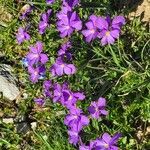 Viola calcarata Λουλούδι