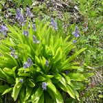 Scilla lilio-hyacinthus Écorce