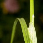 Carex leporina पत्ता