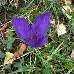 Crocus nudiflorus Flower