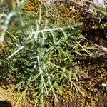 Crupina crupinastrum Leaf