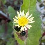 Sonchus oleraceusFlower