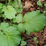 Cardamine raphanifoliaLeaf