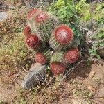 Melocactus intortus Λουλούδι