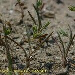 Bupleurum semicompositum Habitus