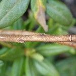 Rhododendron russatum Bark