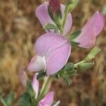 Ononis spinosa Flower