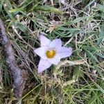 Romulea arnaudii 花