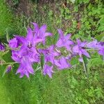 Campanula latifoliaFlor