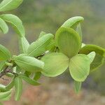Semialarium mexicanum Habitus