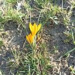 Crocus flavusKvět