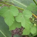 Passiflora foetida Leaf