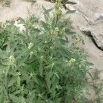 Chenopodium ficifolium Fulla