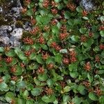 Salix herbacea Fruto