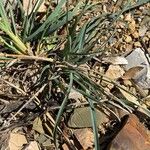 Eustachys paspaloides Foglia