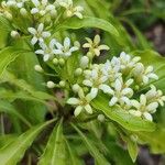 Pittosporum senacia 花