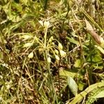 Allium flavum Flors