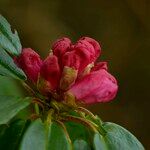 Rhododendron pachytrichum Λουλούδι