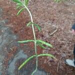 Bryophyllum delagoense Лист
