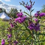 Vernonia fasciculata Flor