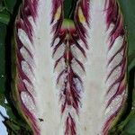 Costus laevis Drugo