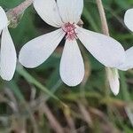 Pelargonium quinquelobatum Blomst