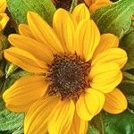 Helianthus debilis Blomst