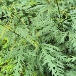 Urtica cannabina List