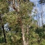 Eucalyptus baueriana Habit