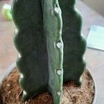 Cereus jamacaru List
