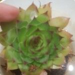 Sempervivum tectorumLeaf