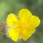 Helianthemum italicum Cvet