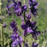 Delphinium staphisagria Blüte