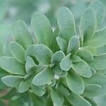 Ruta chalepensis Hoja