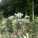 Eryngium yuccifolium Blüte