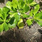 Scaevola plumieriLeaf